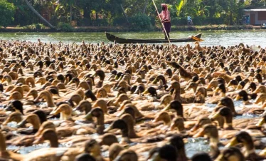 Kuttanad