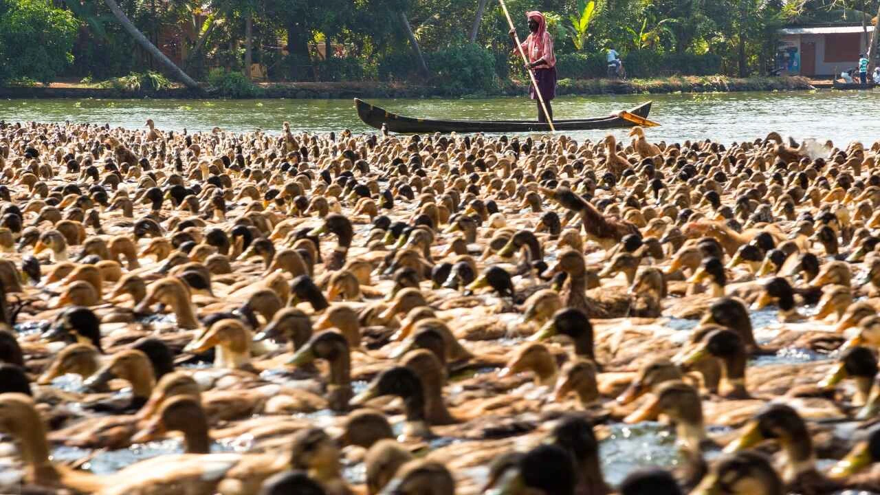 Kuttanad