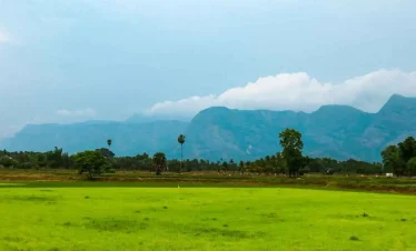 Kerala Greenery