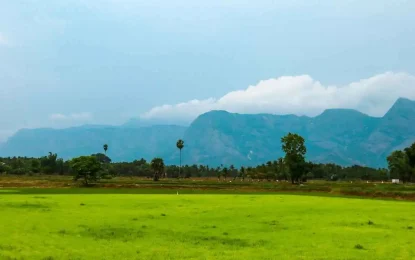 A Perfect Itinerary for a 7-Day Kerala Tour