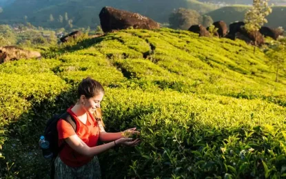 How to Experience Kerala’s Tea Gardens in Munnar?
