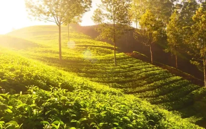 Tea Plantations in Kerala: Best Places to Experience Nature & Tea Estates