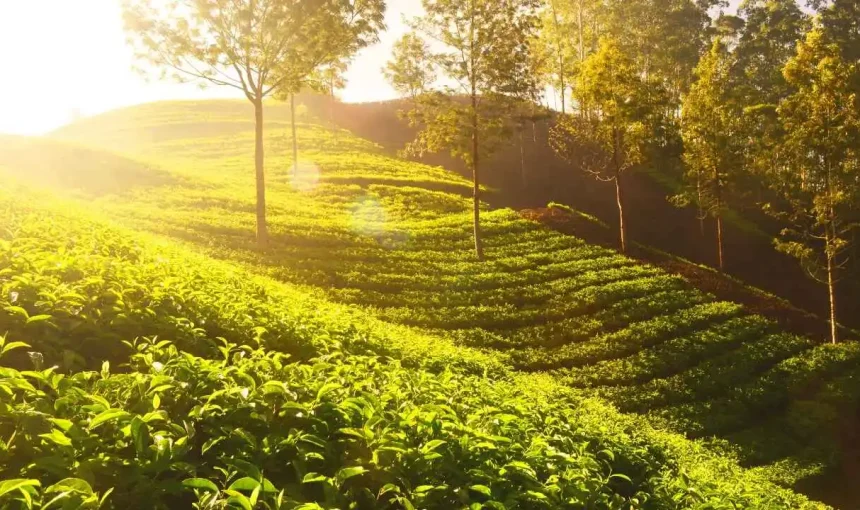 Tea Plantations in Kerala: Best Places to Experience Nature & Tea Estates