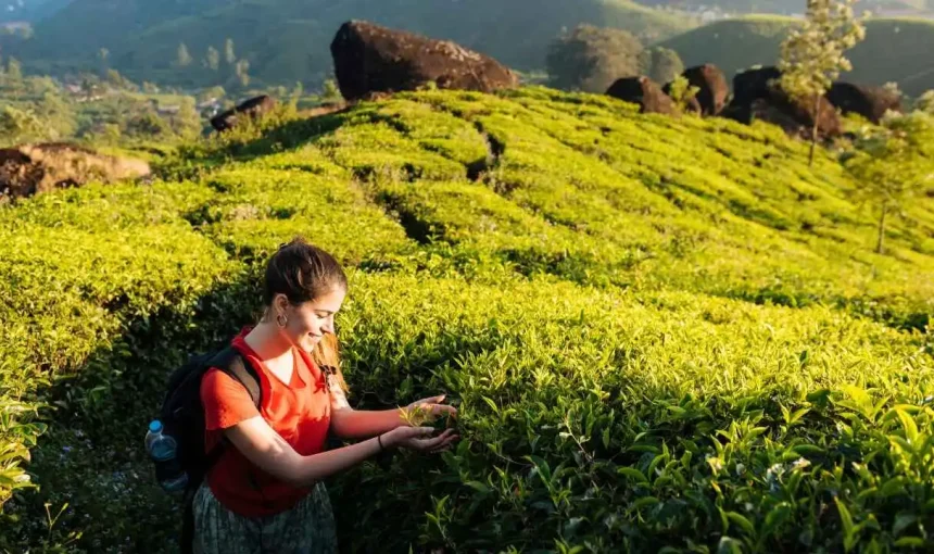 How to Experience Kerala’s Tea Gardens in Munnar?