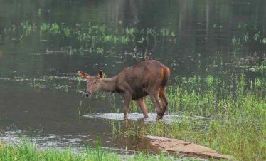 a deer standing in water