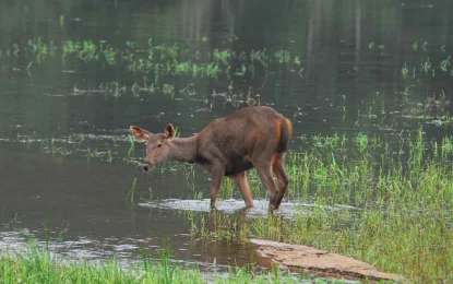 Kerala for Nature Lovers: A Guide to the Best National Parks