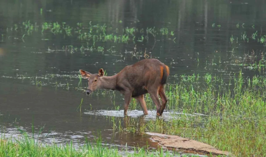 Exploring Kerala’s Wildlife: Best Sanctuaries and Parks