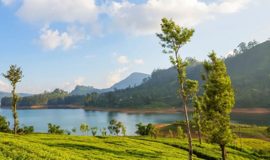 Best Places to Visit in Munnar: My Unforgettable Travel Experience