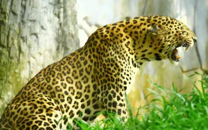 Kerala’s Wildlife Sanctuaries: An Adventure Lover’s Guide