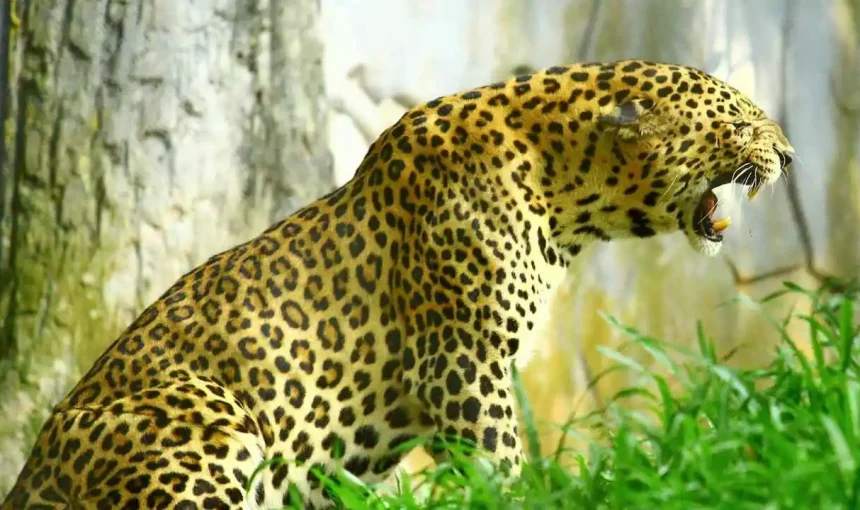 Kerala’s Wildlife Sanctuaries: An Adventure Lover’s Guide