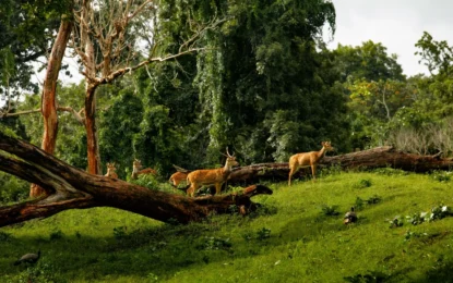 National Parks in Kerala: Complete Guide to Wildlife, Safaris and Nature Adventures