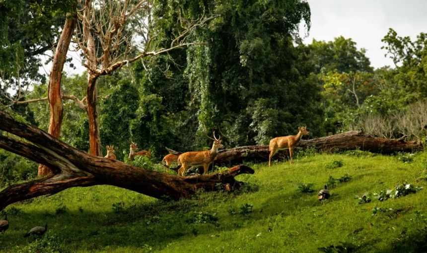 National Parks in Kerala: Complete Guide to Wildlife, Safaris and Nature Adventures