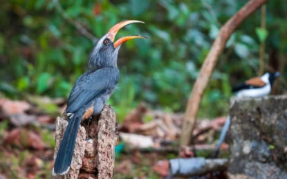 Kerala Bird Sanctuaries: A Complete Guide to the Best Birdwatching Destinations