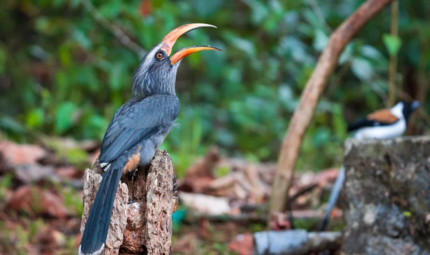 Kerala Bird Sanctuaries: A Complete Guide to the Best Birdwatching Destinations