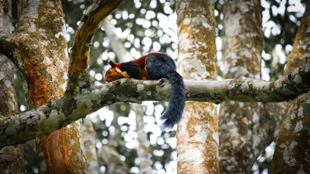 Kerala wildlife Malabar Giant Squirrel