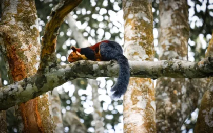 Kerala Wildlife Beyond Tigers and Elephants: 8 Experiences and Where to See Them