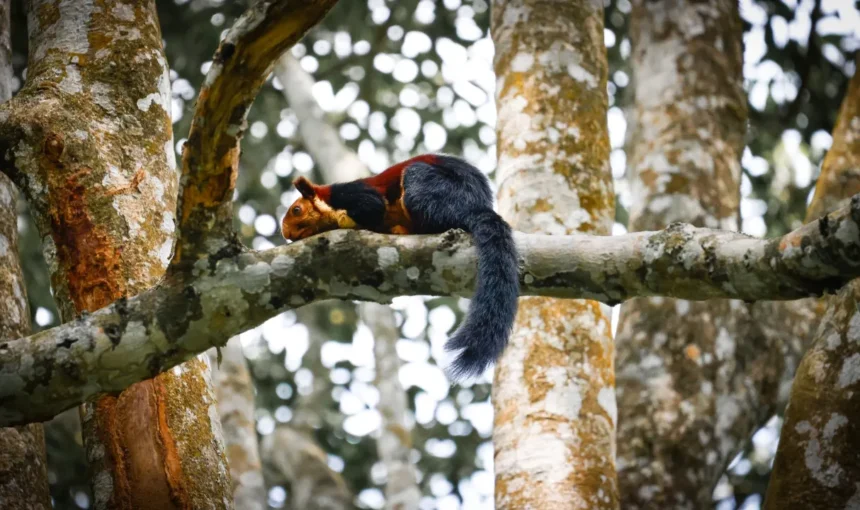 Kerala Wildlife Beyond Tigers and Elephants: 8 Experiences and Where to See Them